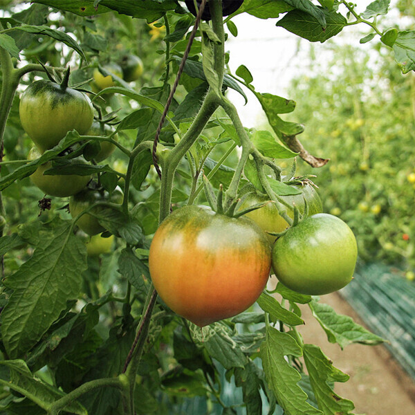 대저 짭짤이 토마토